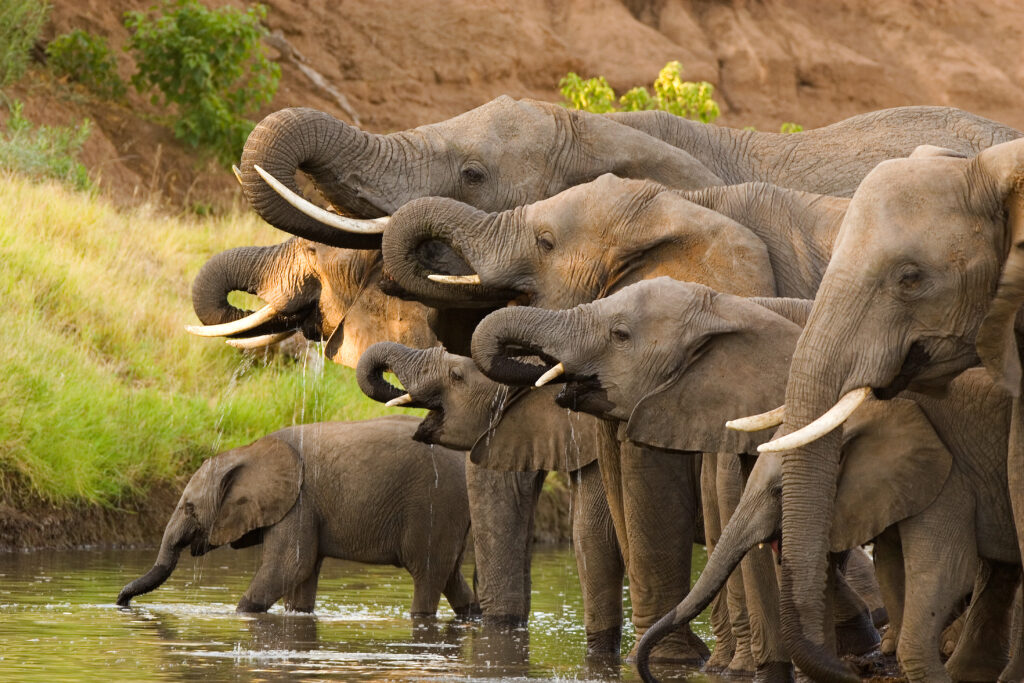 PostgreSQL 14 Stream Replication