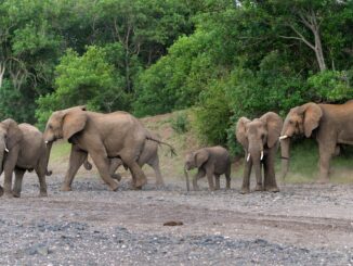 LWLockTranche/buffer_mapping wait event in PostgreSQL