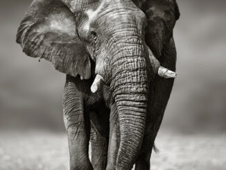 Understanding Locks in PostgreSQL