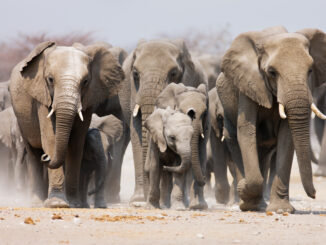 Optimizing PostgreSQL Streaming Replication