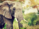 Row Locks in PostgreSQL: