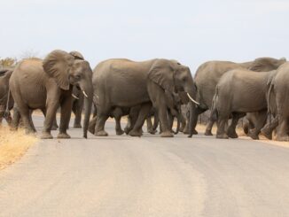Identify and Tune PostgreSQL Performance Issues using Wait Events