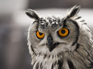 How Transparent Huge Pages negatively influence MySQL Server Performance