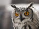 How Transparent Huge Pages negatively influence MySQL Server Performance