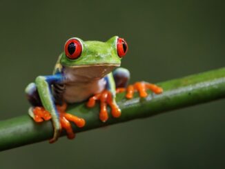 Monitoring MySQL Group Replication Performance