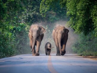 PostgreSQL 11 to 15 Using pg_upgrade