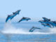 MySQL Replication Monitoring