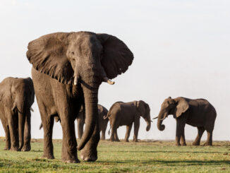 PostgreSQL Rogue Indexes