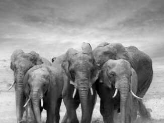 PostgreSQL Wait Events