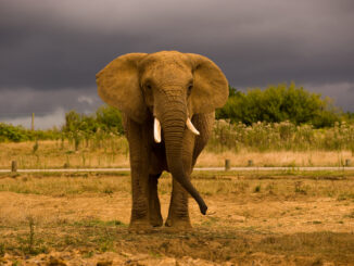 UPDATE LIMIT in PostgreSQL