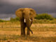 UPDATE LIMIT in PostgreSQL